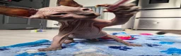 Mixed Breed cats for sale: 🐾READY NOW🐾 SPHYNX X RAGDOLL KITTENS 2 LEFT  - Advert 20