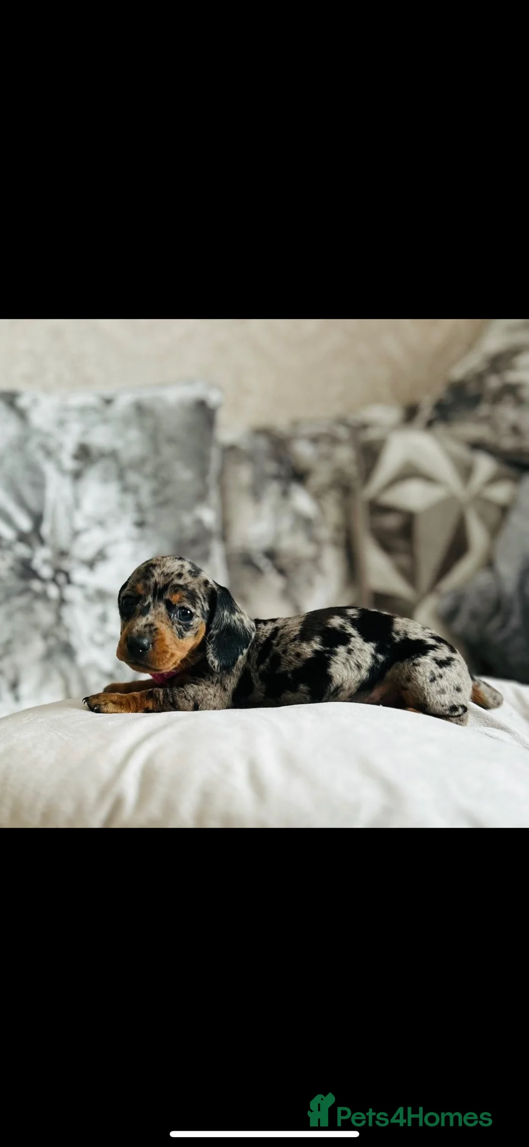 Miniature Dachshund dogs for sale: Very beautiful miniature dachshund puppies in Harlow - Advert 8