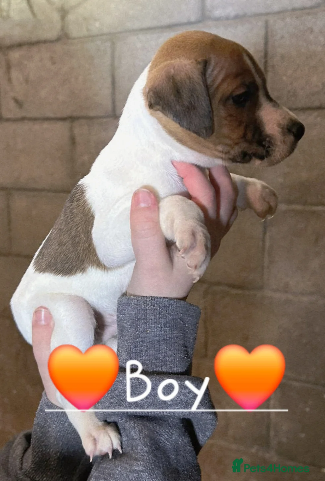 Mixed Breed dogs for sale: Lovely Jack russel x sealyham terrier pups. - Advert 8