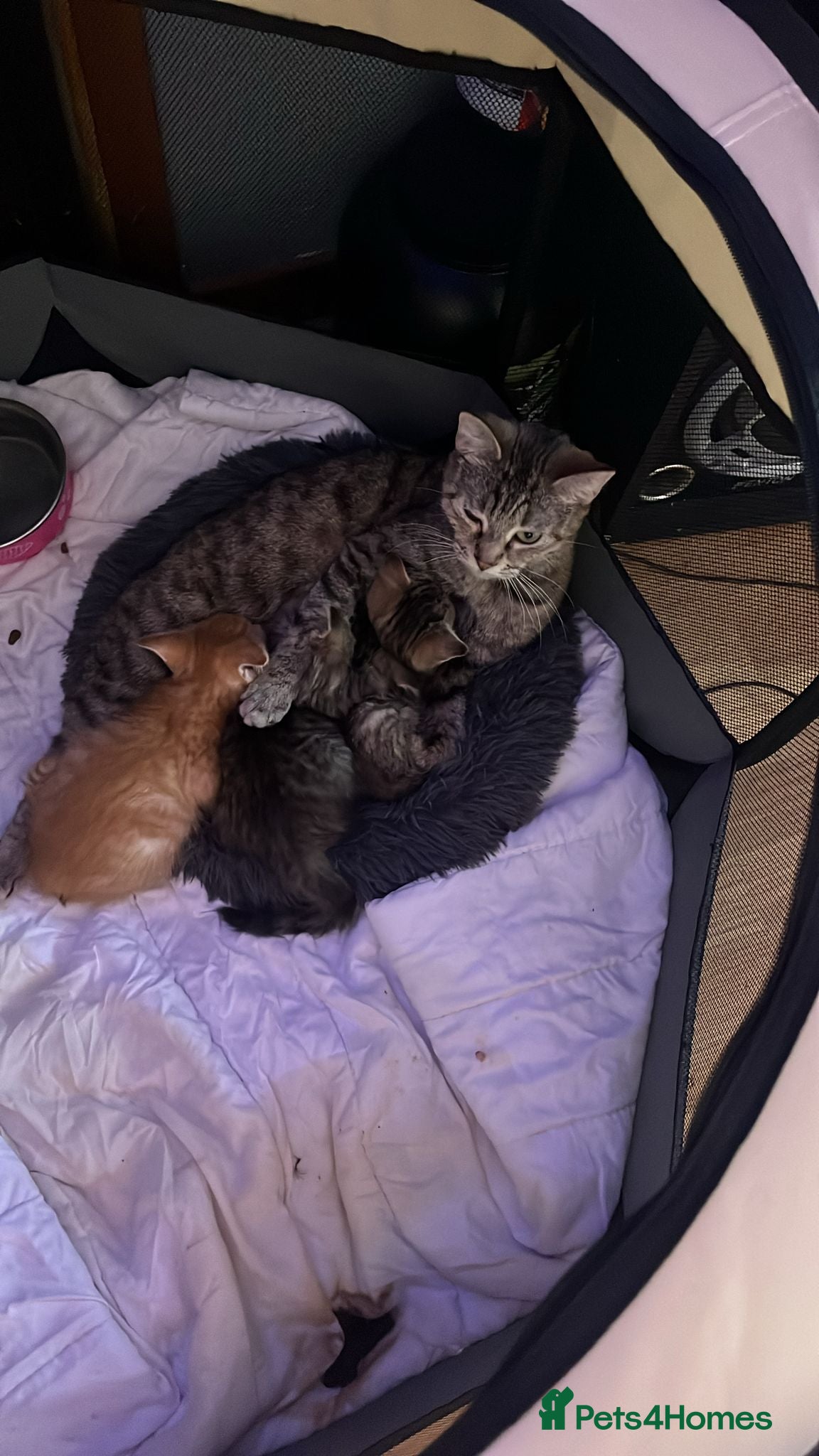 Mixed Breed cats Kittens for sale  - Advert 1