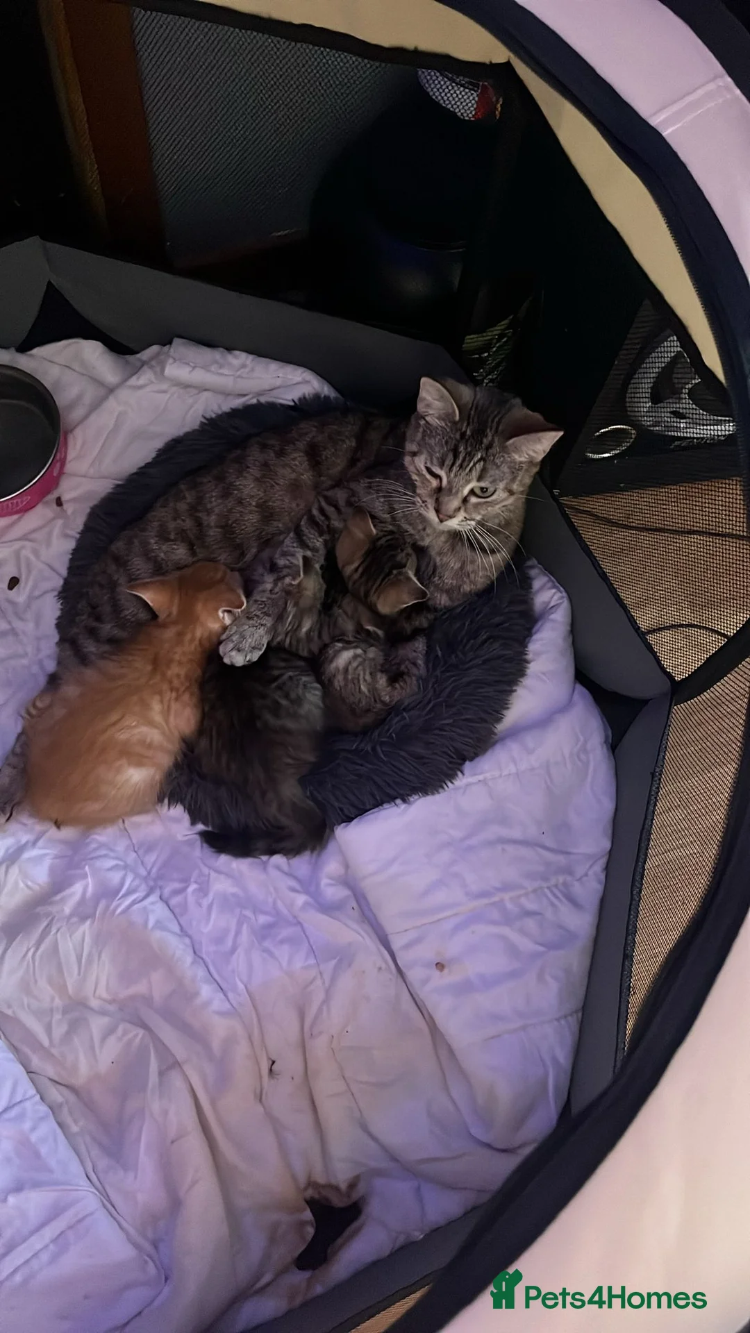 Mixed Breed cats for sale: Kittens for sale  - Advert 1