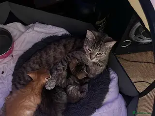 Mixed Breed cats Kittens for sale - Advert 1