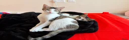 Mixed Breed cats for adoption: Cleo and Junior - lovely kitties - Advert 4