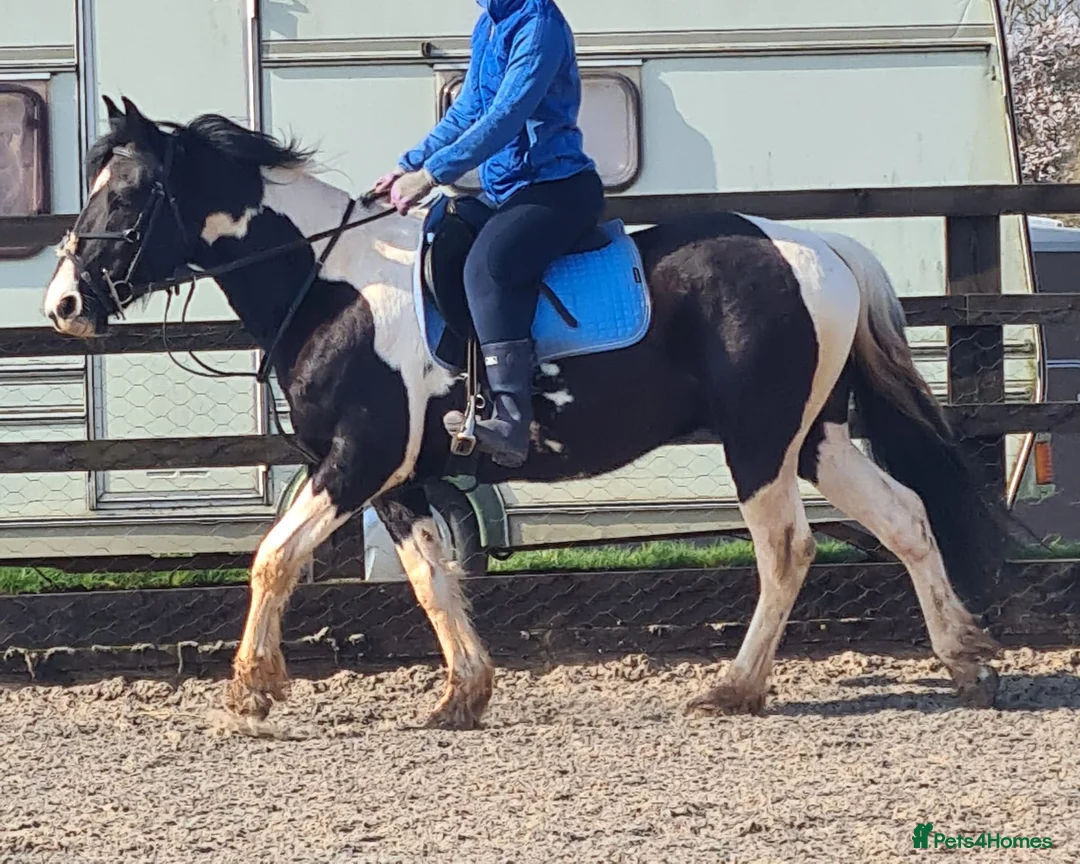 American Standardbred horses for sale: Beautiful 14.2 Gelding - project  in Nottingham - Advert 2