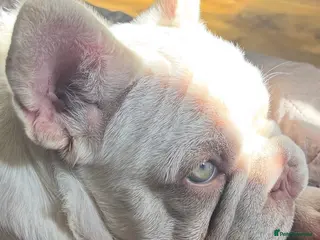 French Bulldog dogs French bulldogs pink and fluffy carriers - Advert 16