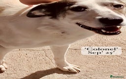 Mixed Breed dogs for adoption: Colonel, 5 yrs approx. Available for adoption  - Image 5