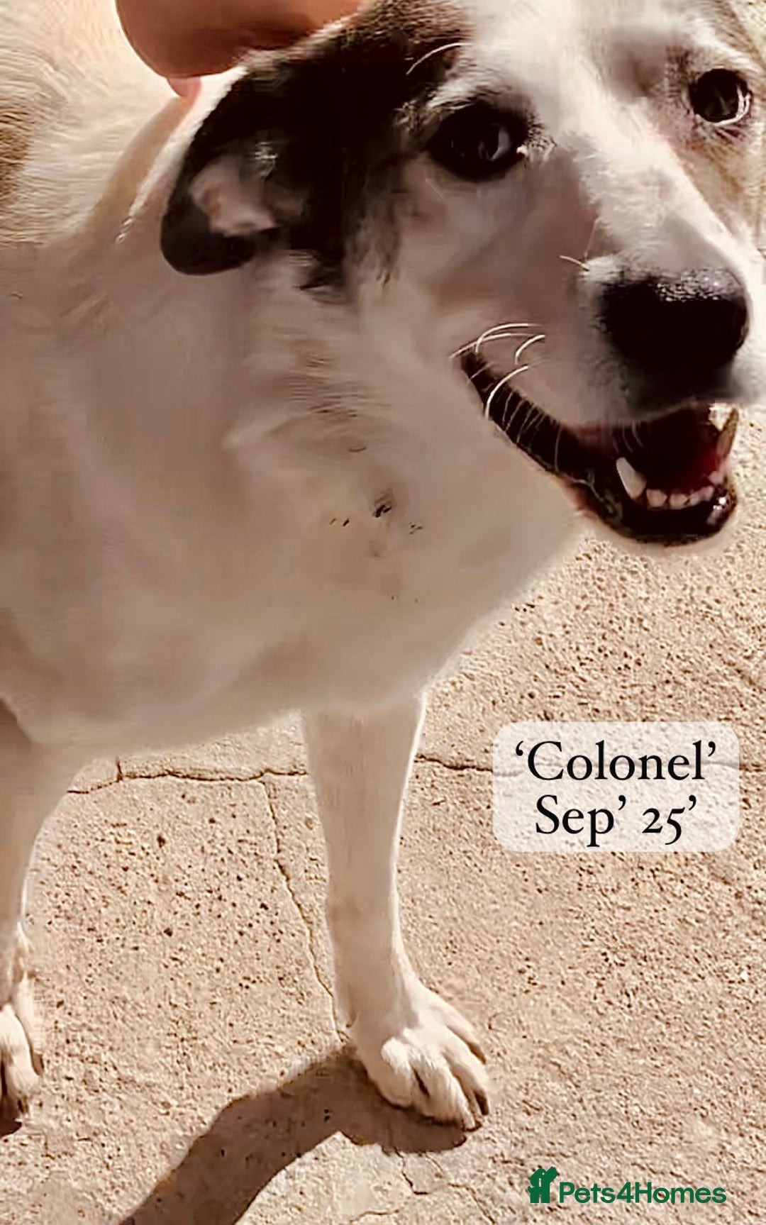 Mixed Breed dogs for adoption: Colonel, 5 yrs approx. Available for adoption  - Image 5