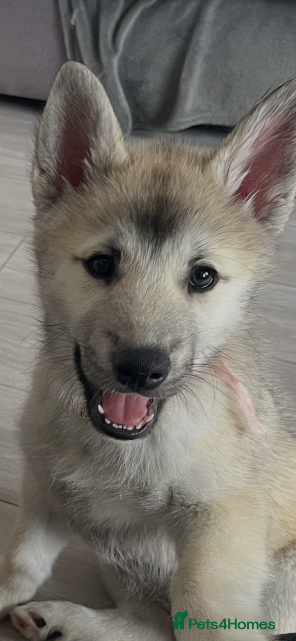 Siberian Husky dogs Ready now! Only 1 female left!!!! Husky Puppies - Advert 14