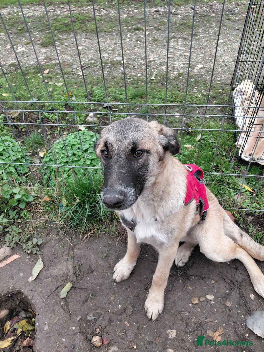 Mixed Breed dogs for adoption: 💛MILO💛 – a handsome puppy boy for a Loving Home - Advert 5