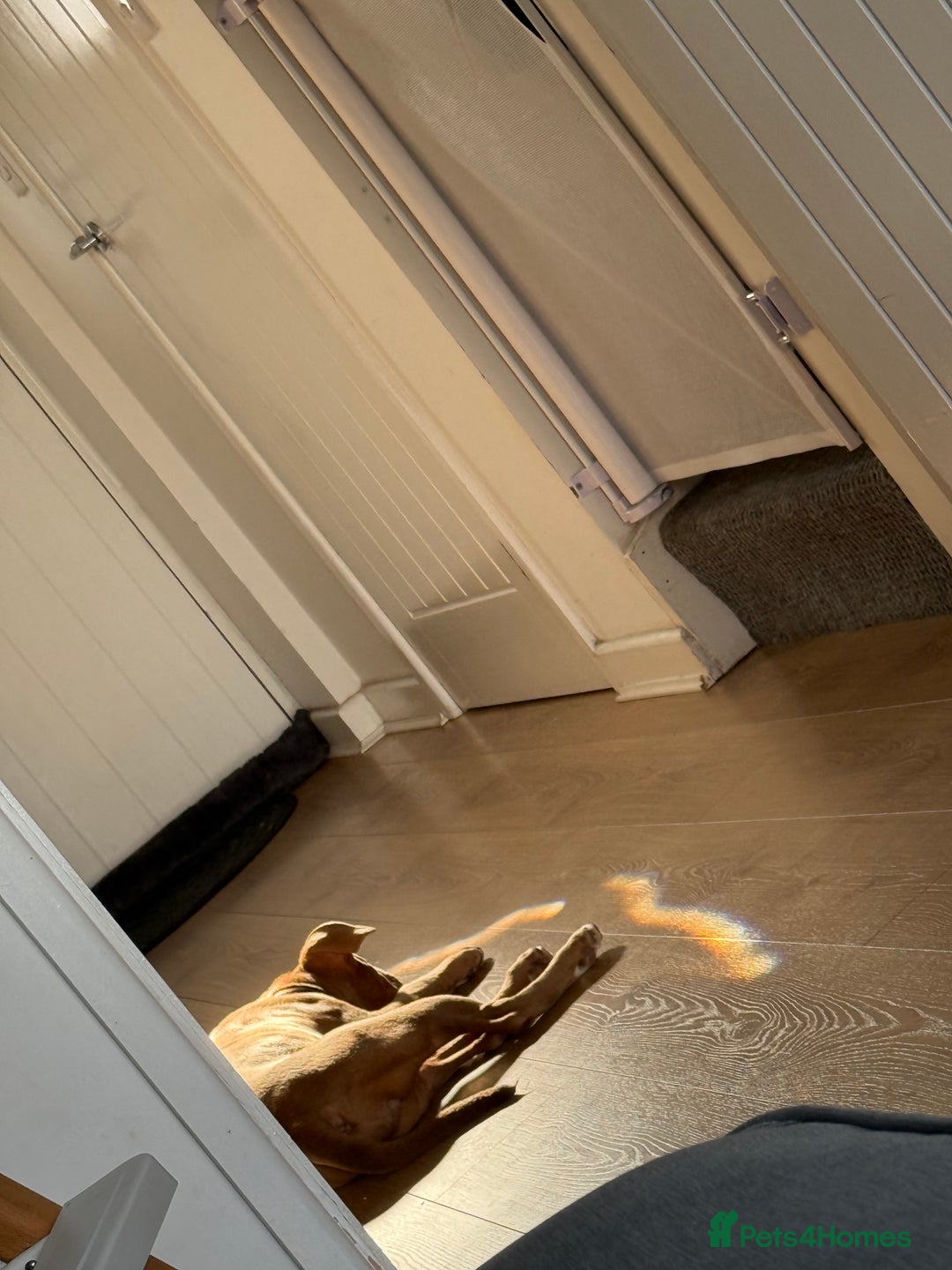 Mixed Breed dogs for sale: Cali x - Advert 4