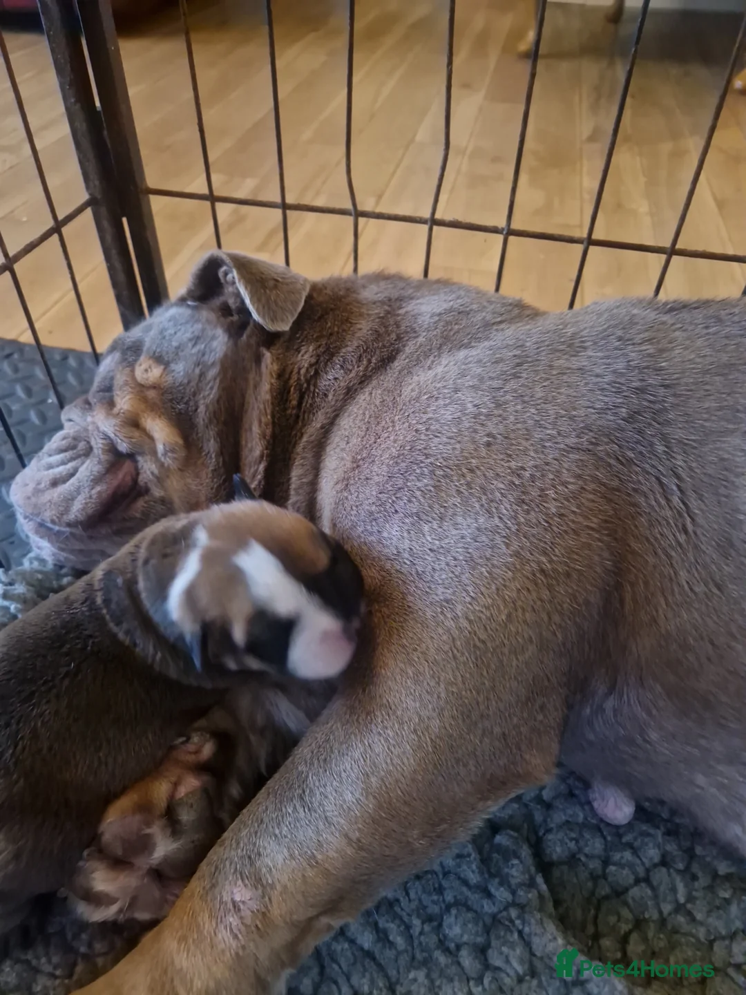 English Bulldog dogs for sale: Bulldog puppies  - Advert 10