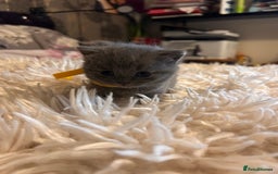 British Shorthair cats for sale: Pedigree British shorthair kittens - Image 13