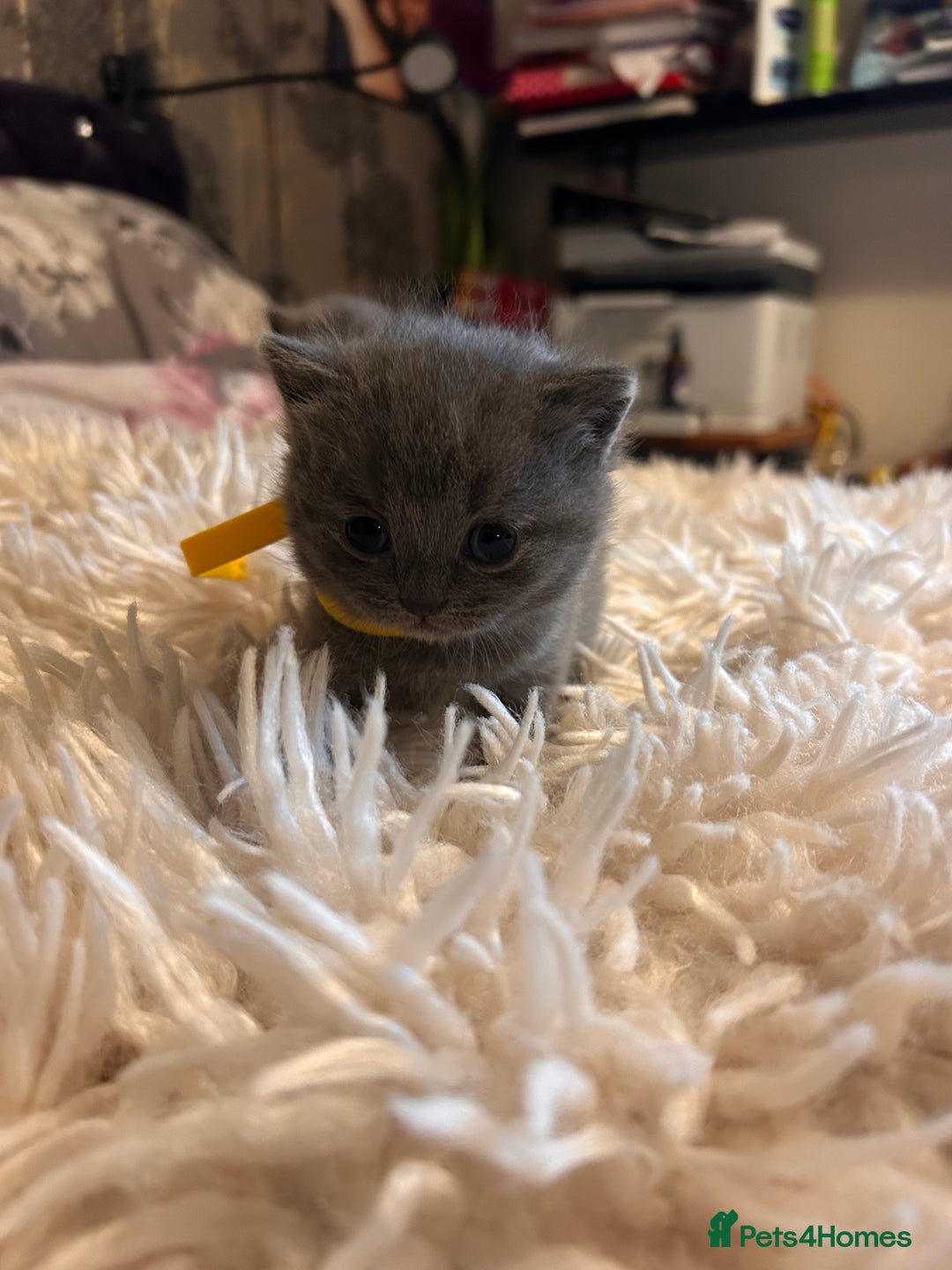 British Shorthair cats for sale: Pedigree British shorthair kittens - Image 13
