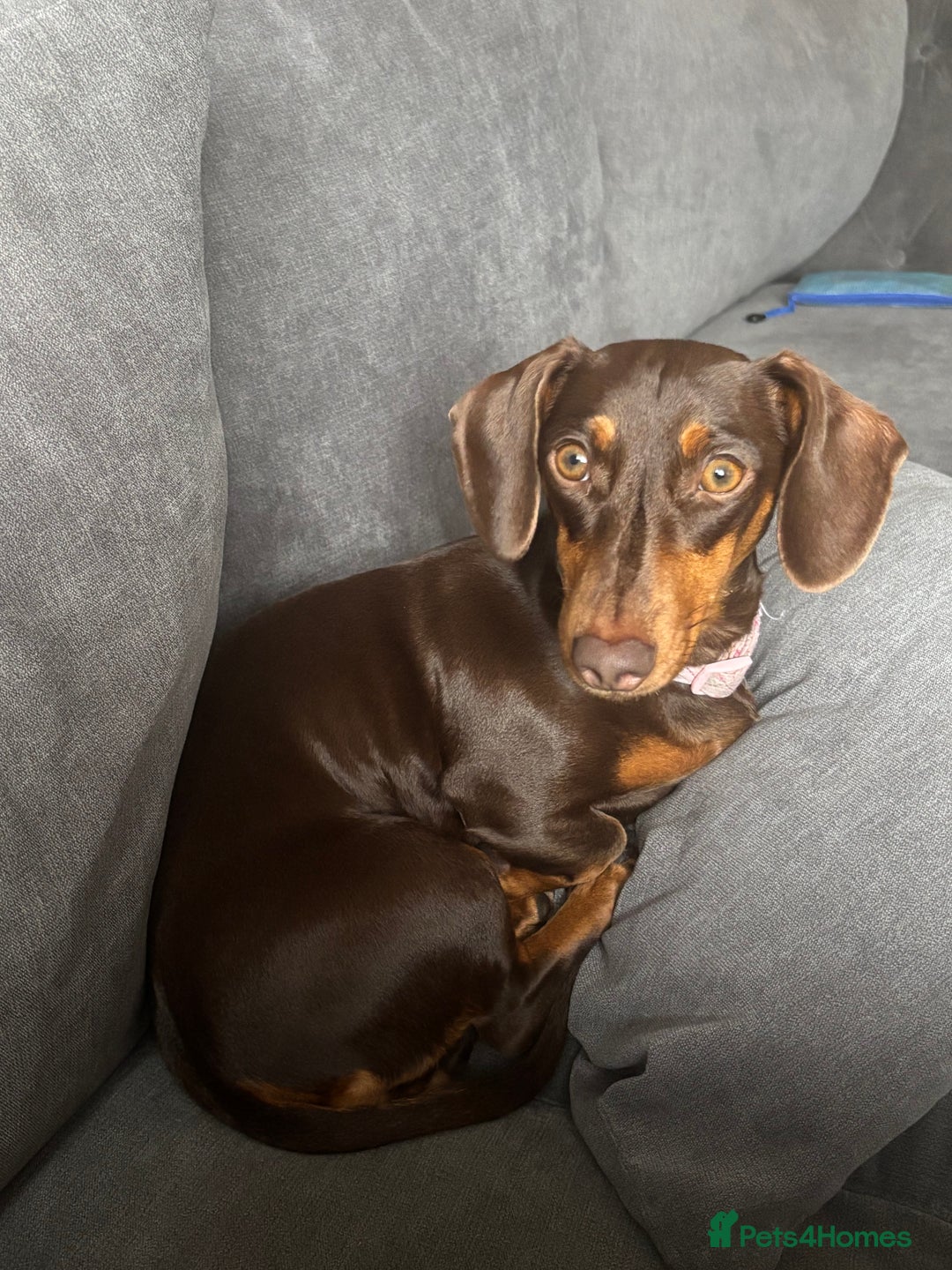 Miniature Dachshund dogs for sale: Chocolate and tan miniature dacshund  - Advert 1