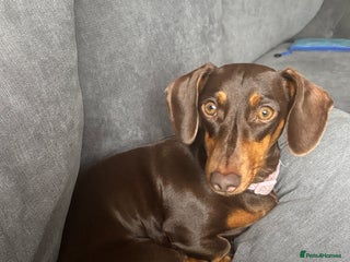 Miniature Dachshund dogs Chocolate and tan miniature dacshund - Advert 4