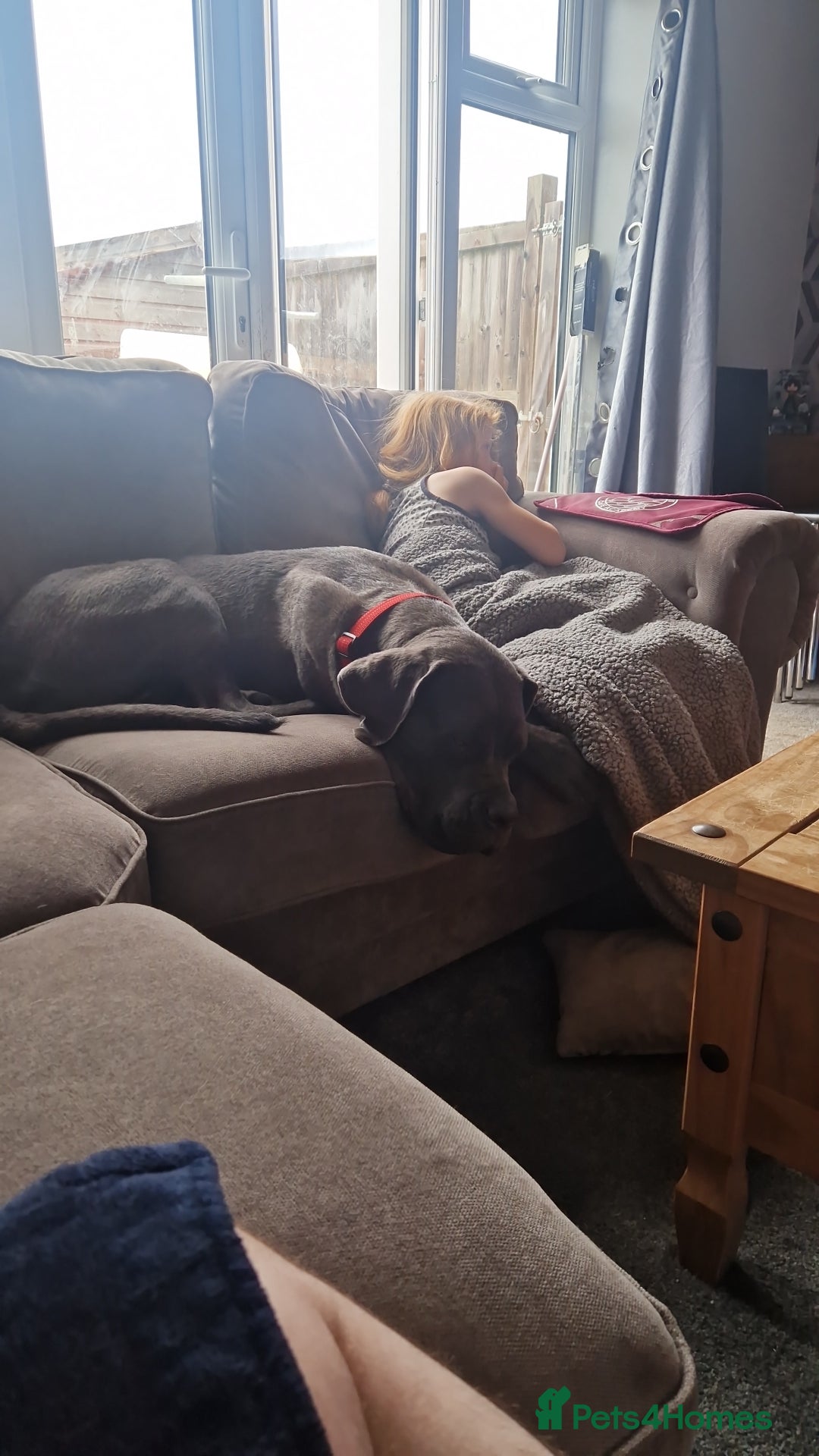 Cane Corso dogs for sale: Blue Cane corso - Image 2