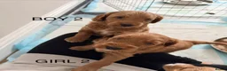 Cockapoo dogs for sale: Beautiful F2 Cockapoo Puppies in Birmingham - Advert 11