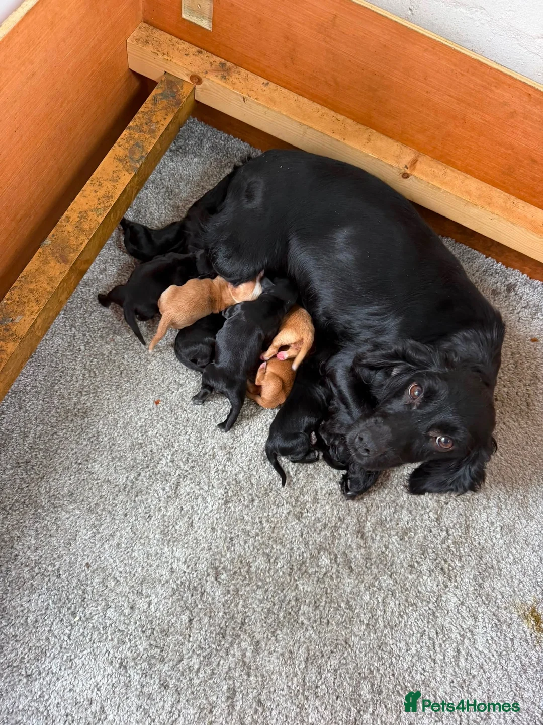 Cocker Spaniel dogs for sale: Legally docked KC cockers  - Advert 1