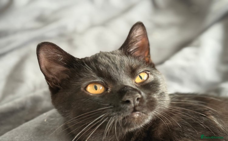 British Shorthair cats - Advert 2