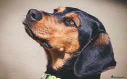 Mixed Breed dogs for adoption: Beautiful Aldo is ready for his forever sofa - Image 1