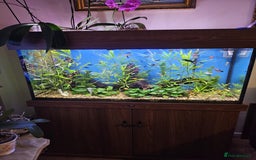 Mollies fish for sale: Molly and ancistrus fish - Image 2