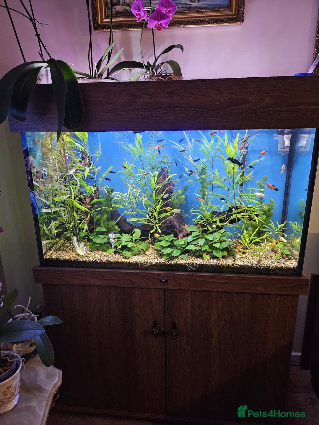 Mollies fish for sale: Molly and ancistrus fish - Image 2