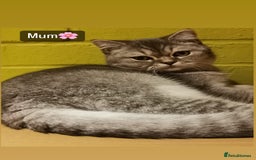 British Shorthair cats for sale: British Shorthair - Image 14