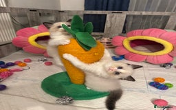 Ragdoll cats for sale: One Girl Available 🌸 - Image 24