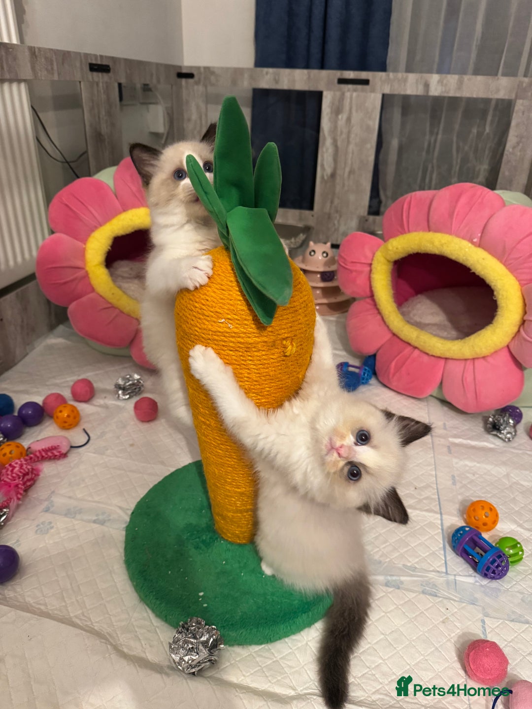 Ragdoll cats for sale: One Girl Available 🌸 - Image 24