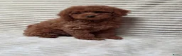 Toy Poodle dogs for sale:  Red Toy Poodle Puppies – Asian Teddy Bear Type in Motherwell - Advert 17