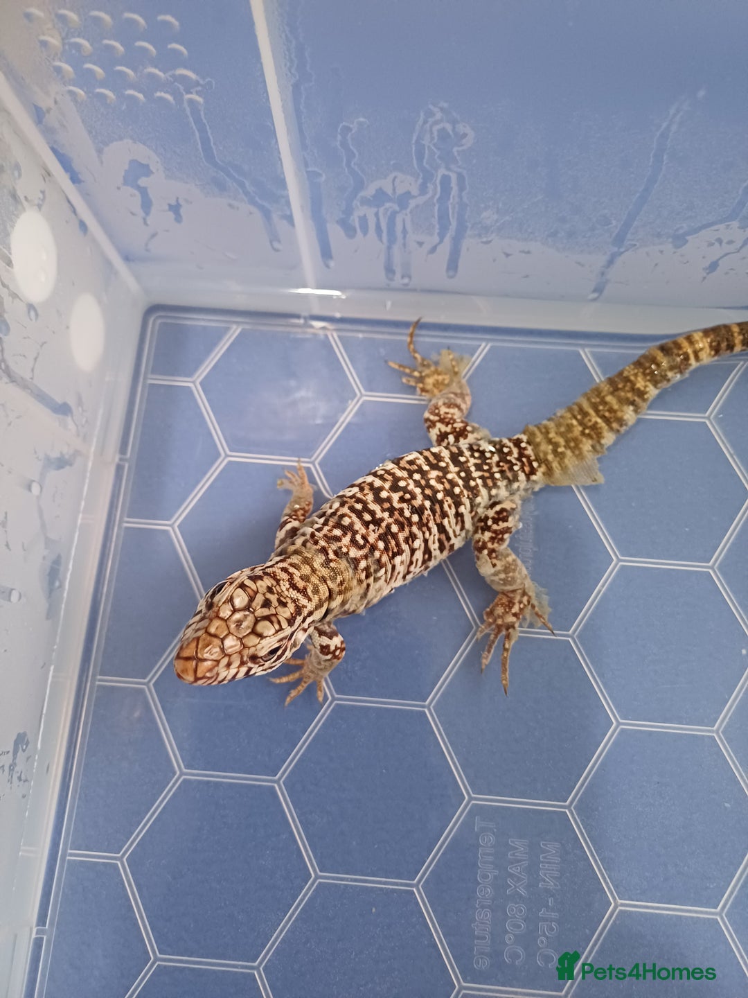 Lizard reptiles for sale: Red tegu  - Advert 11