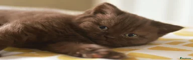 Chocolate Girl