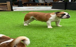 English Bulldog dogs for sale: Show quality English bulldog girl 2 years for sale - Image 2
