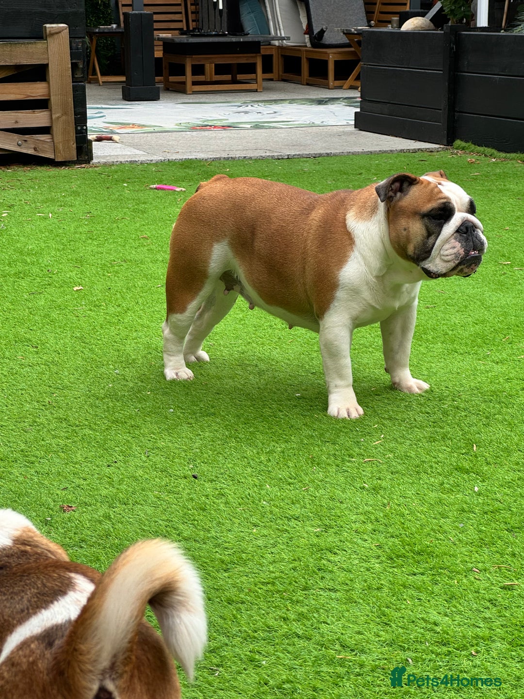 English Bulldog dogs for sale: Show quality English bulldog girl 2 years for sale - Image 2