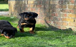 Rottweiler dogs for sale: 🏆Ready to go! By N.1 Stud in the UK METAL!!🏆 - Image 8
