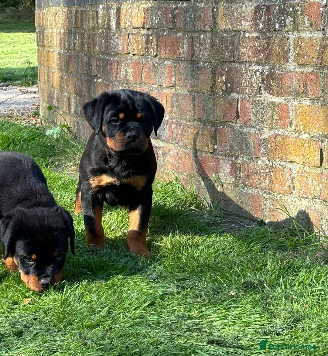Rottweiler dogs for sale: 🏆Ready to go! By N.1 Stud in the UK METAL!!🏆 - Image 8