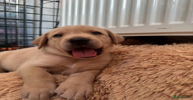 Labrador Retriever dogs - Advert 13