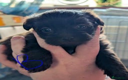 Mixed Breed dogs for sale: Shih Tzu x Labradoodle puppies - Image 10