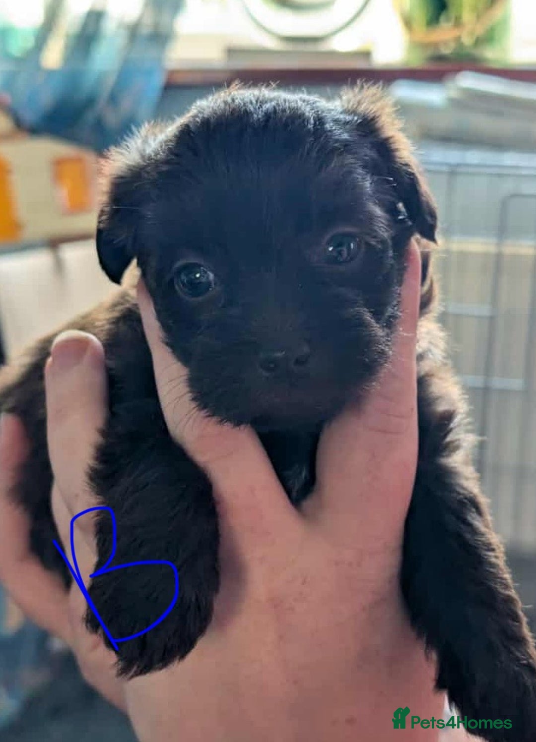 Mixed Breed dogs for sale: Shih Tzu x Labradoodle puppies - Image 10