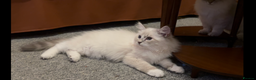 Siberian cats for sale: Sweet human friendly Siberians  - Advert 10