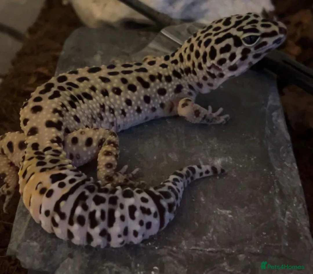 Leopard Gecko reptiles for sale: Male 4yr old Leopard Gecko enclosure included - Advert 1