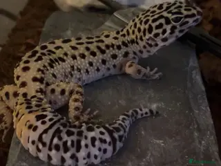 Leopard Gecko reptiles Male 4yr old Leopard Gecko enclosure included - Advert 1