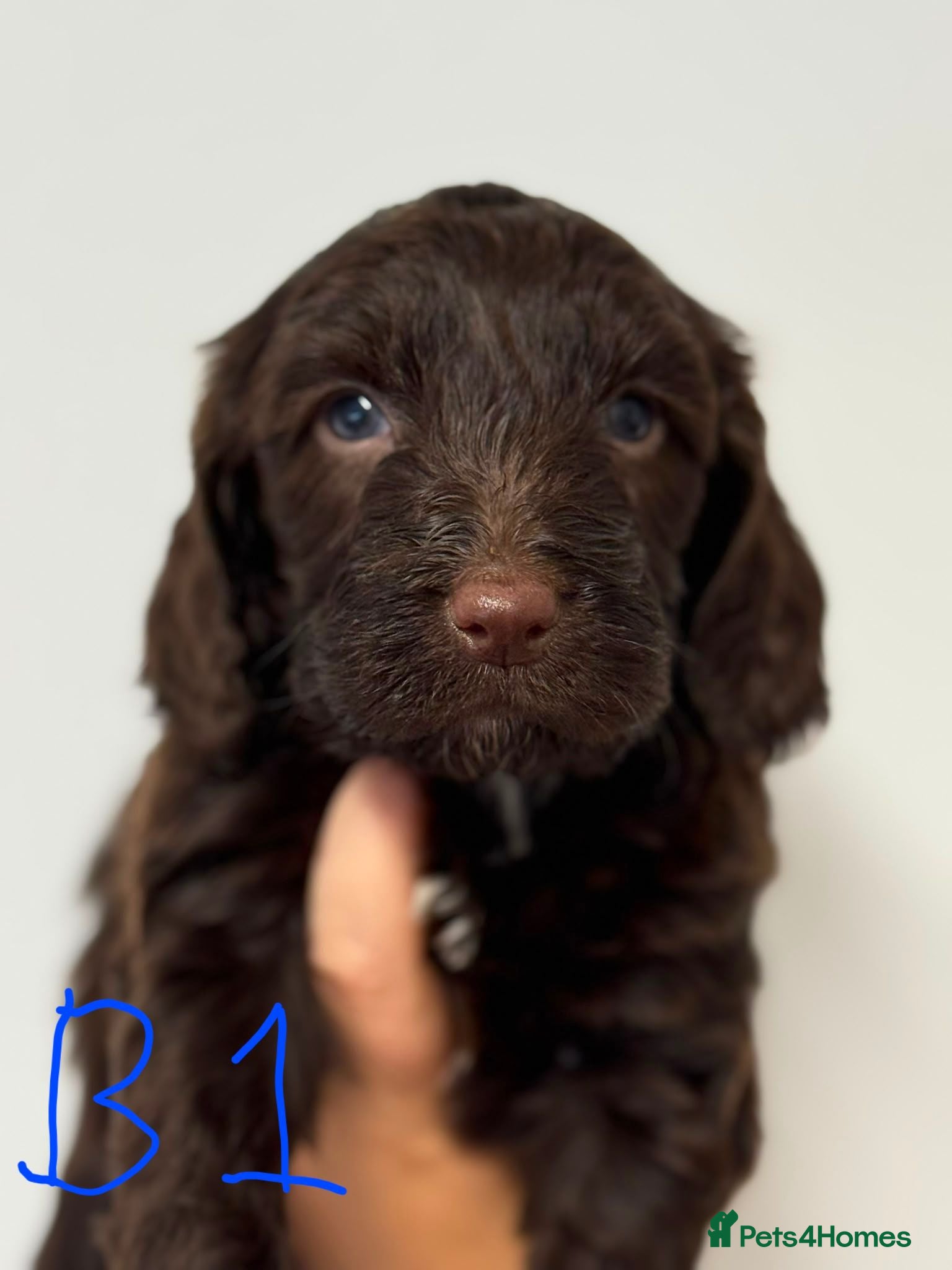 Cockapoo dogs Toy Cockapoos  - Advert 1