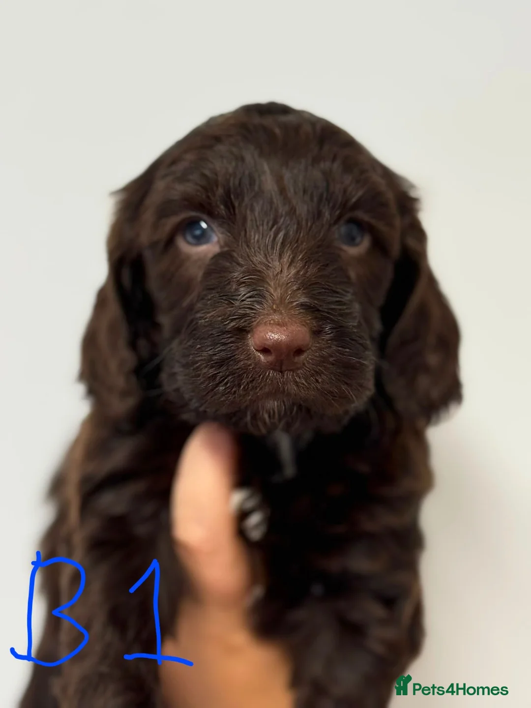 Cockapoo dogs for sale: Toy Cockapoos  - Advert 1