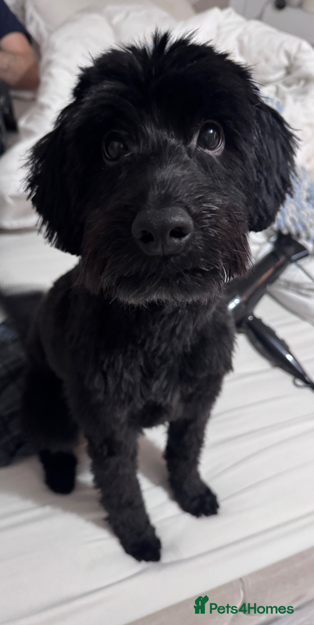Cockapoo dogs for sale: Ronnie  in Stockport - Advert 4