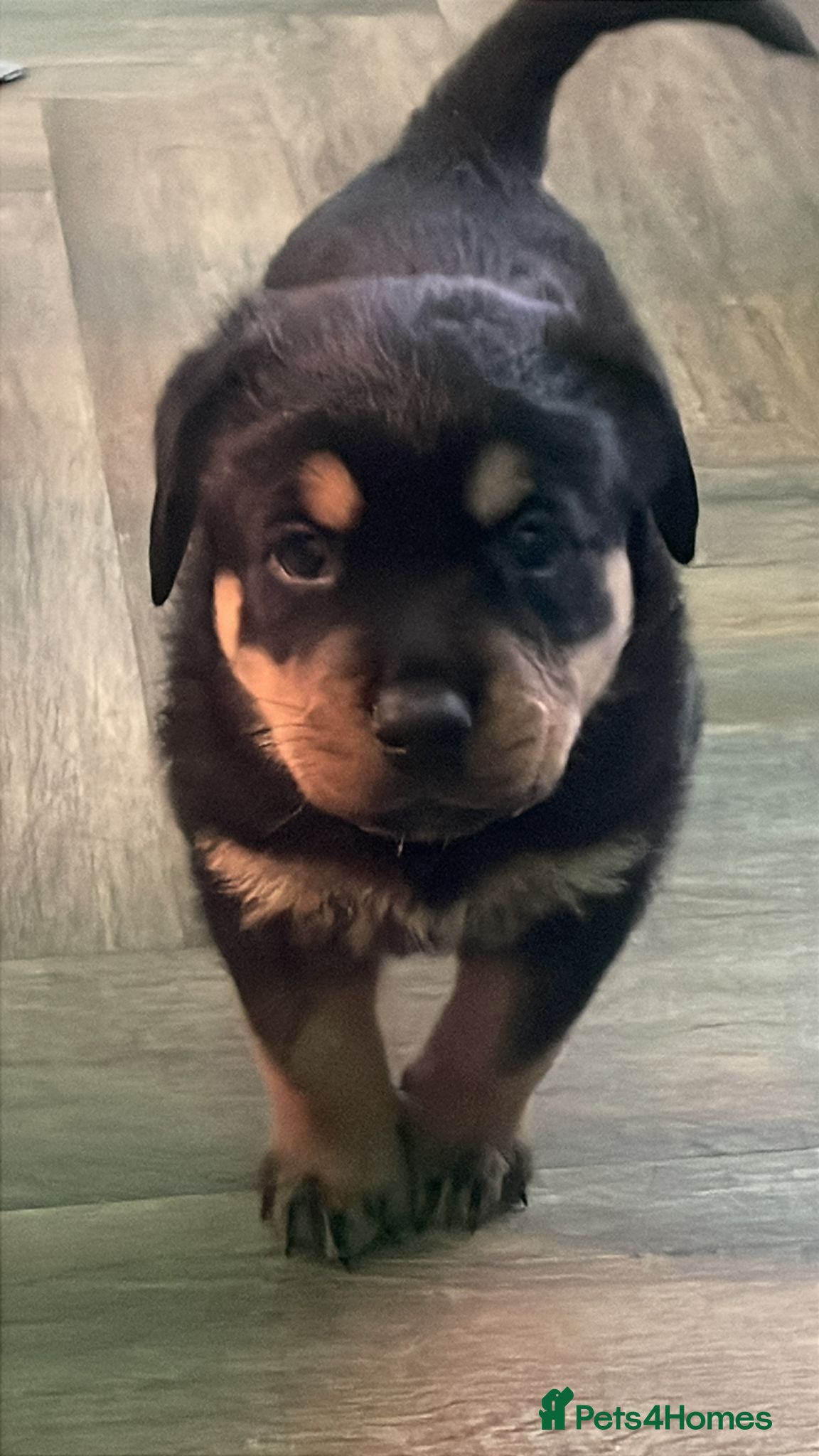 Rottweiler dogs Stunning chunky Rottweiler puppies  - Advert 3