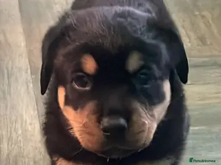 Rottweiler dogs Stunning chunky Rottweiler puppies - Advert 3