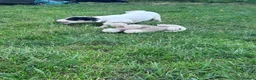 Jack Russell dogs for sale: Beautiful Jack Russell Puppies for sale 💙🐶🐾 - Advert 8