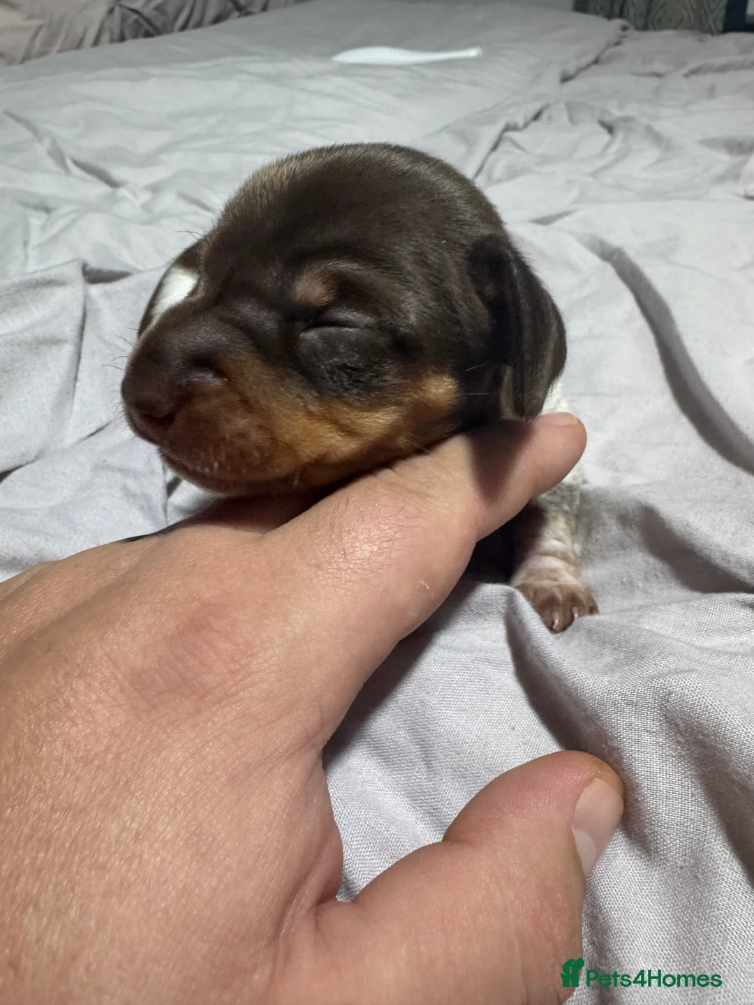 Miniature Dachshund dogs for sale: Beautiful boy - Advert 8