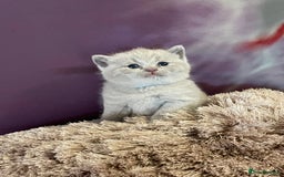 British Shorthair cats for sale: Champion Sired GCCF British Shorthair Kittens - Image 10